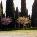 2014-04-13_050_Parenzana_Buje