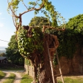 2014-04-14_055_Parenzana
