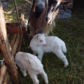 2014-04-14_056_Parenzana