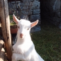 2014-04-14_060_Parenzana