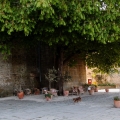 2014-04-14_068_Parenzana