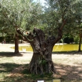 2013-08-05_2365_Montpellier_073